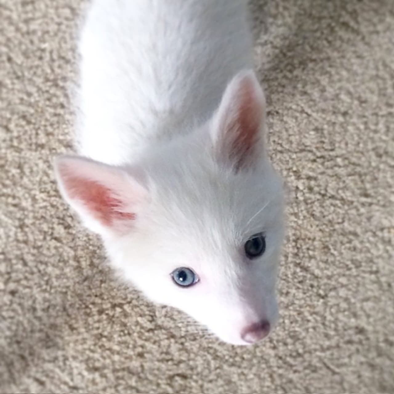 ¿Quién no quisiera una adorable mascota como esta?