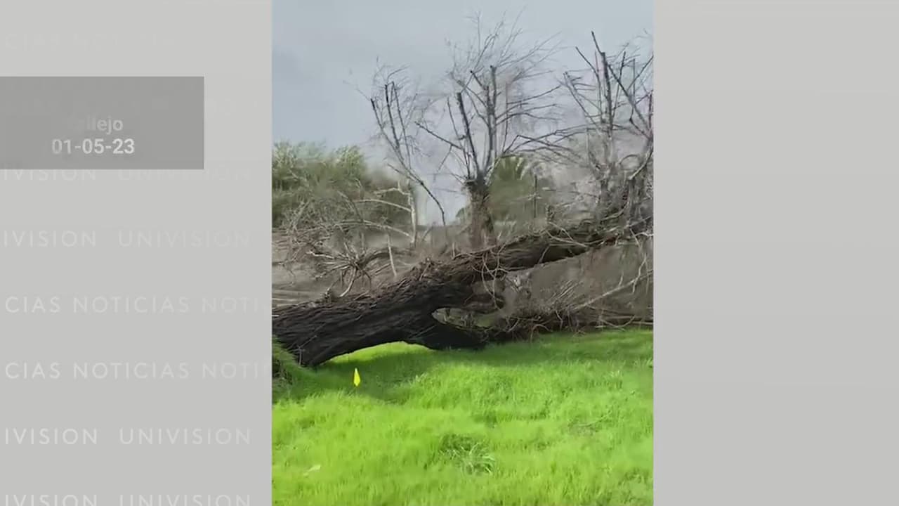 Los fuertes vientos y lluvias han provocado la caída de árboles en diferentes zonas del Área de la Bahía, algo que para muchos representa un grave peligro. Así que si quieres reportar un árbol caído debes marcar al 311, recuerda que existe la opción en español.