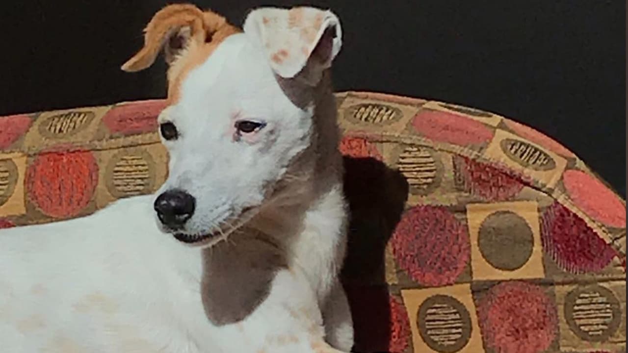 Macy, es la mascota de María del Pilar Hanes