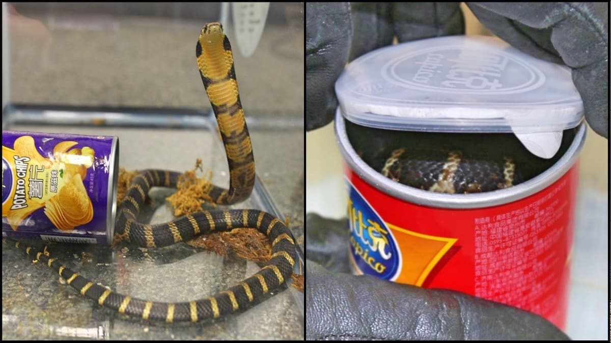 Cobras en papitas de Hong Kong.