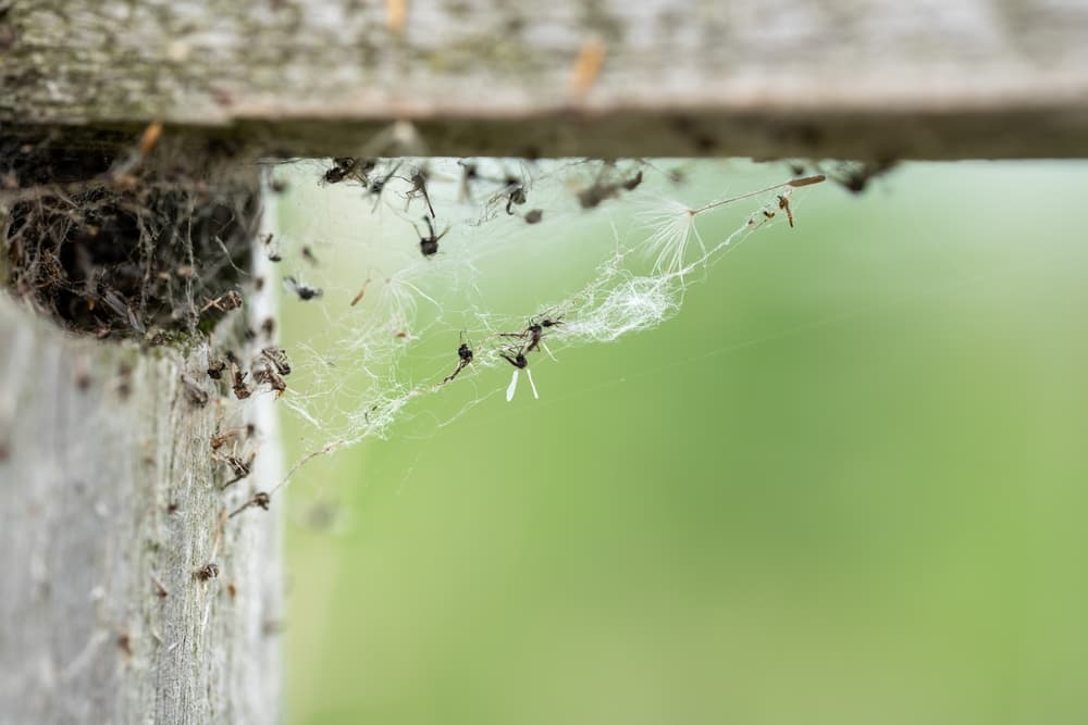 <h3 class="cms-H3-H3">Soñar con arañas pequeñas </h3>
<br>Este sueño está relacionado lograrás tus propósitos con pasos lentos pero firmes. 
<br>