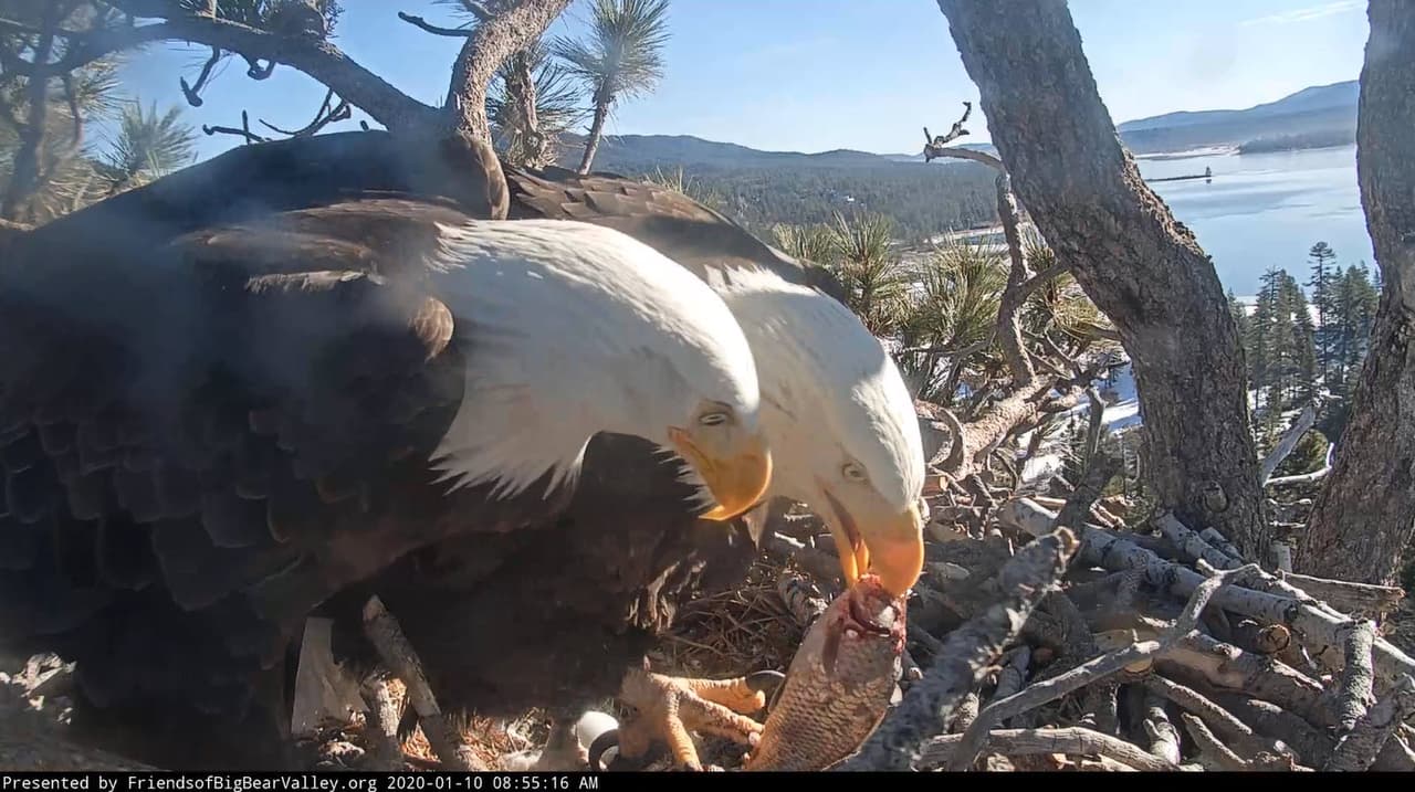 La cámara ha captado algunos acontecimientos de la pareja, que han incluido la puesta de huevos, alimentación de aguiluchos y, hasta la trágica pérdida de uno de sus polluelos.