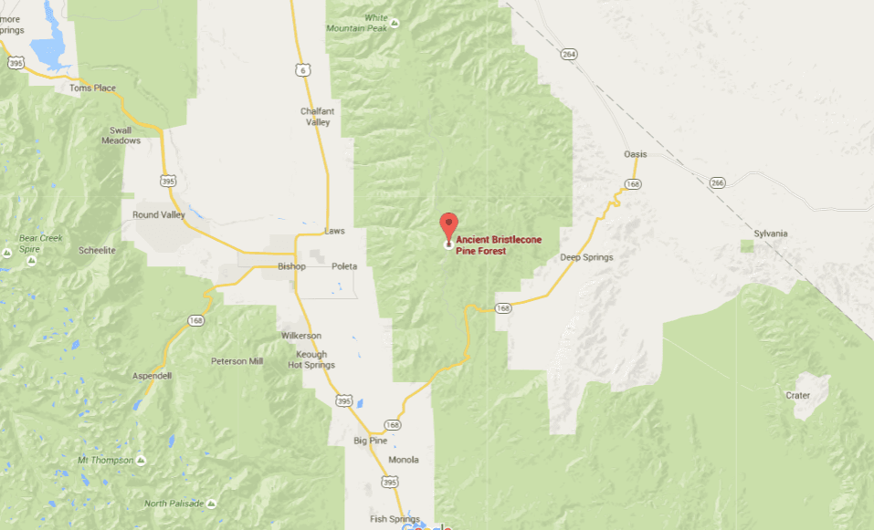 Matusalén, el ser vivo más antiguo. En las blancas y altivas montañas de California hay un área protegida y ESCONDIDA, donde se cree que habita el árbol más viejo del mundo. Según esto, es tres mil años más viejo que Jesucristo. Estas fotos recrean cómo podría lucir ese anciano orgullo de la naturaleza.