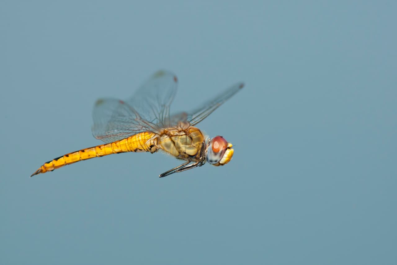 La especie de insecto que realiza la migración más larga