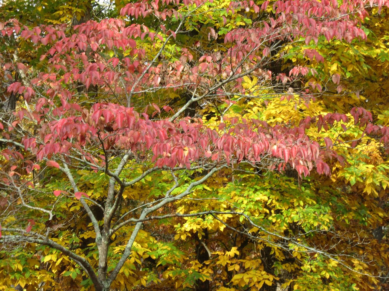 El Iron Hill Trail de 4 millas está abierto tanto para excursionistas como para ciclistas, y su amplio camino es bastante fácil para los niños más pequeños.