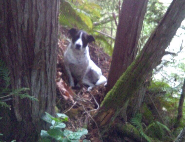 La perra de un excursionista muerto se quedó junto a él y ladró para que los rescatistas lo encontraran 