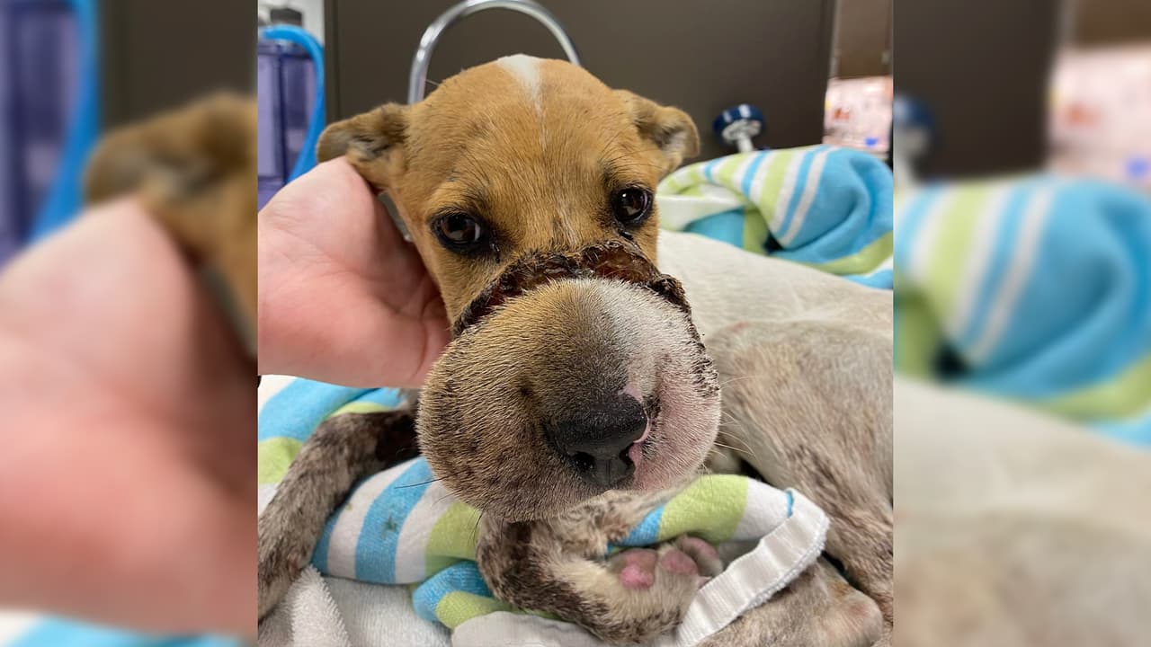Sharky, como lo llamaron, fue encontrado por un buen samaritano en un estacionamiento al norte de Houston entre la Gulf Freeway y West Road.