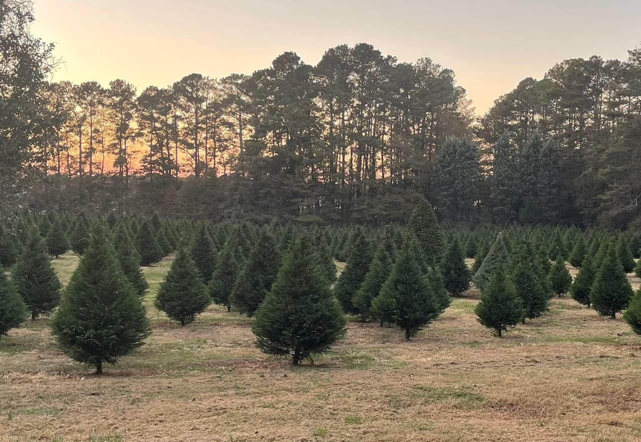 <b>Coker Tree Farm (A partir del 24 de noviembre)</b>
<br>
<b>Dirección</b>: 2280 Macland Rd. Marietta, GA
<br>
<b>Teléfono</b>: 770-424-8047
<br>
<b>Sitio web</b>: 
<a href="http://www.cokertreefarm.com/">http://www.cokertreefarm.com/</a> 
<br>
<b><a href="https://maps.app.goo.gl/AQuTcKLs8PbLhHHm7">Cómo llegar</a></b>
<br>
<br>Es una granja familiar de árboles que ha servido al área metropolitana de Atlanta durante 43 años. Cuenta con una selección de cipreses Leyland y Murray. En la granja se proporcionan sierras para cortar y el personal ayuda a sacudir y a preparar el árbol de forma gratuita.