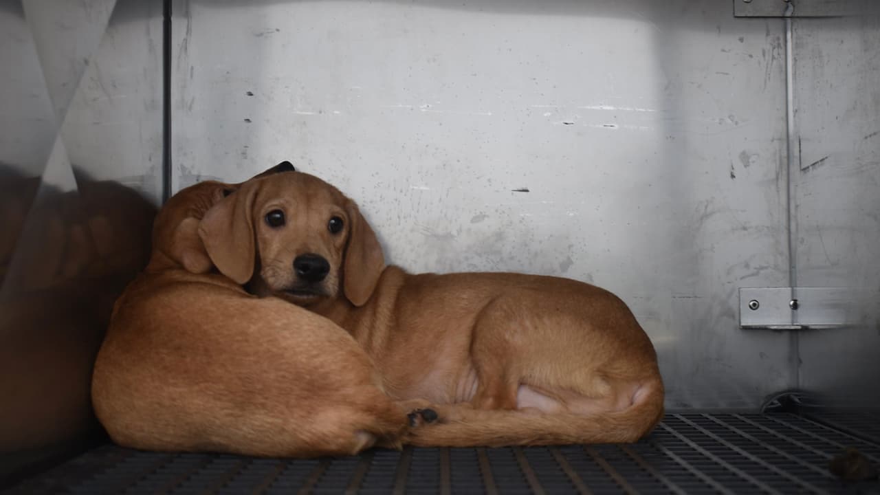 La casa pertenece a una mujer anciana que vivía con los animales.