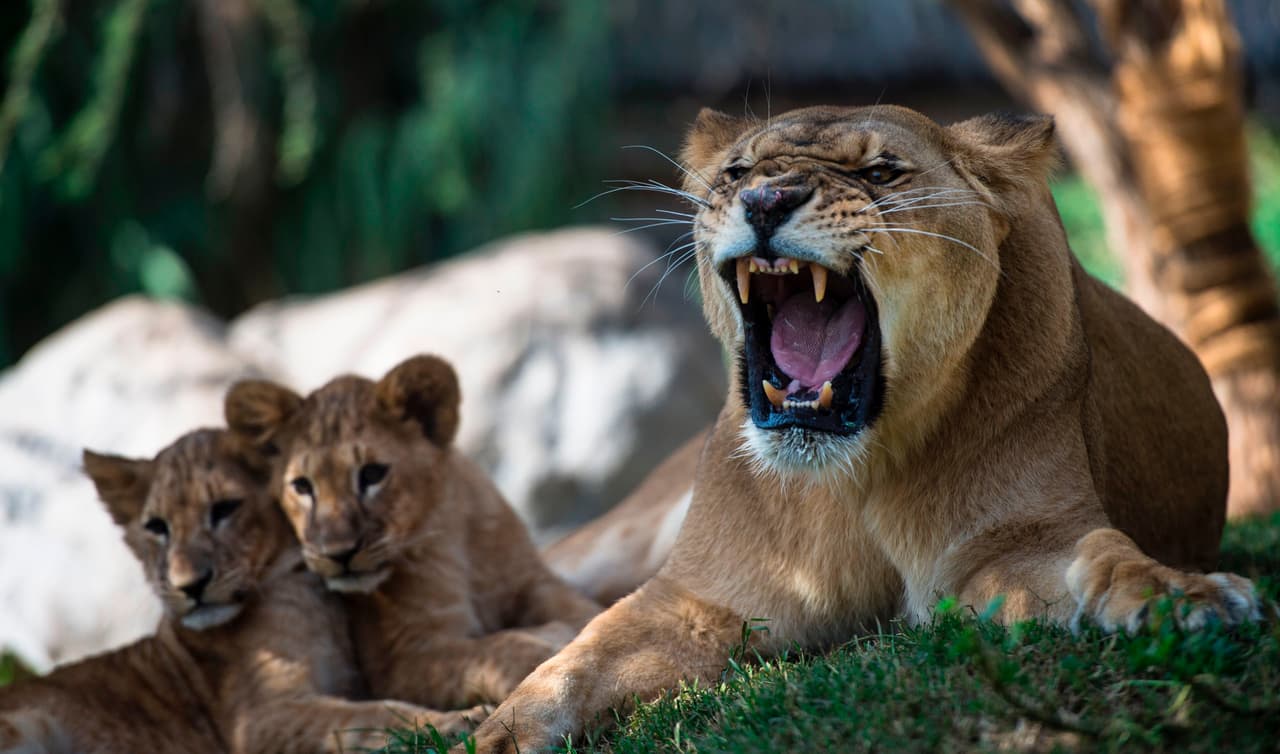 La madre de los cachorros los vigila de cerca y se asegura en todo momento que estos estén fuera de peligro. /Martin Bernetti.