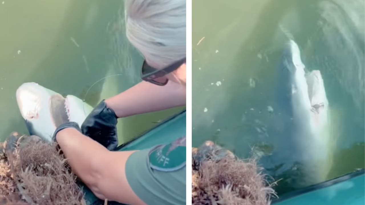 Rescatan a tiburón de 6 pies de largo de una trampa en Florida