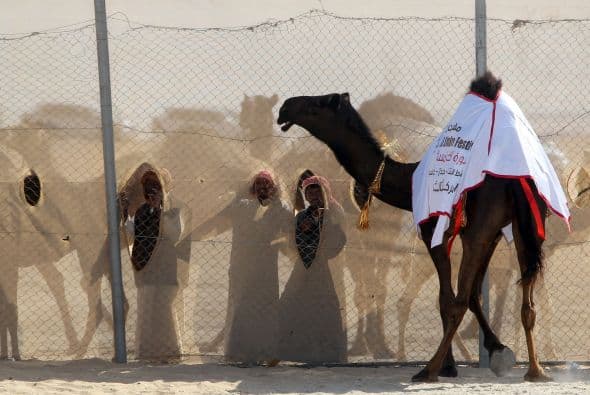 Por estas peleas y por el dinero que mueve la compra y venta de los camélidos, hay quienes no ven con buenos ojos estas competiciones y festivales, y piensan que vale más ofrecer estos millones de riales a los más necesitados del país.