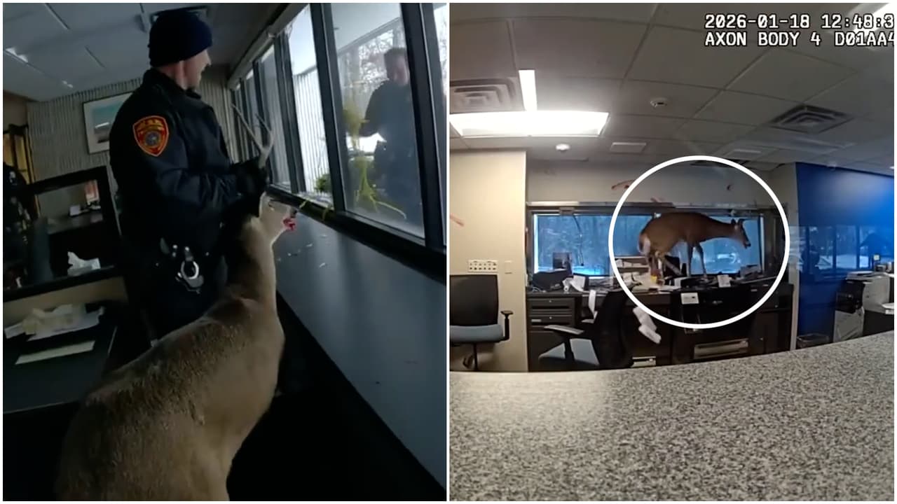 Así fue el ingreso de un ciervo a un banco tras romper una ventana en Nueva York