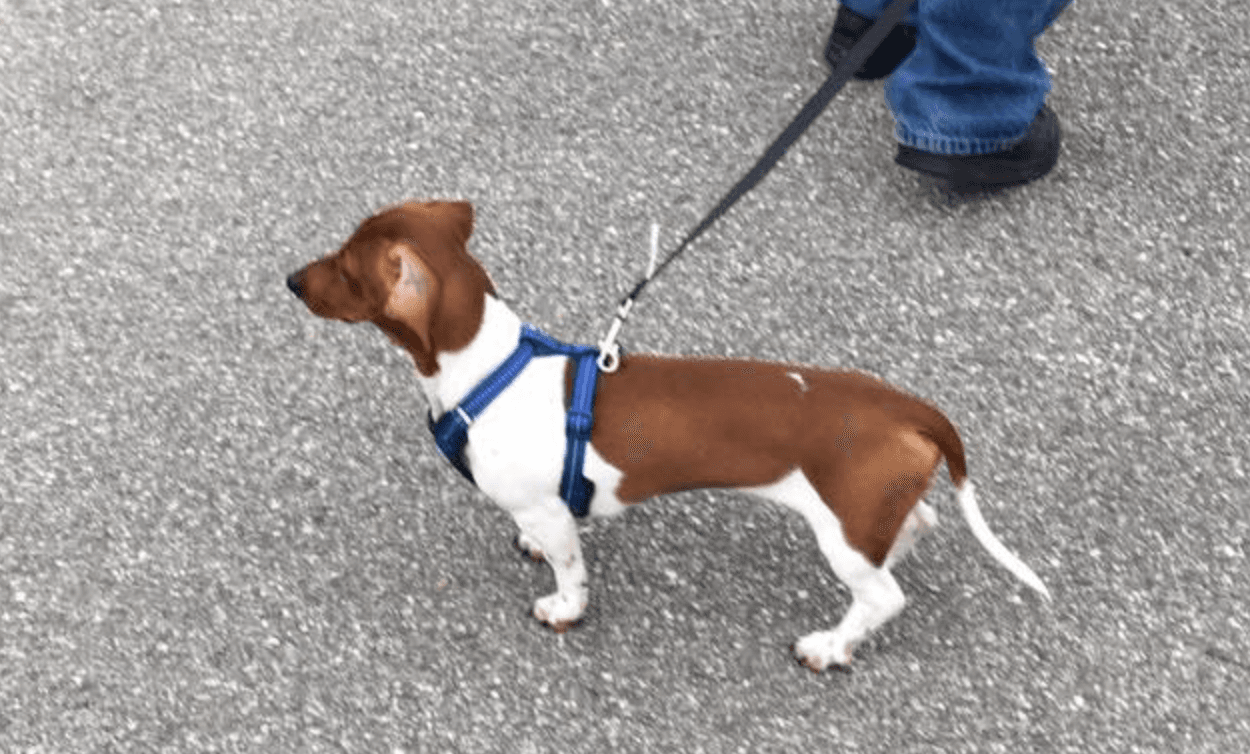 Tucker: "Estamos muy tristes y queremos que nuestro perrito esté en casa. Llame al 
<a target="_blank" href="tel:8284048735">828-404-8735</a> y ayúdenos compartiendo esta publicación", dijo DeAnna Edmisten Knight.