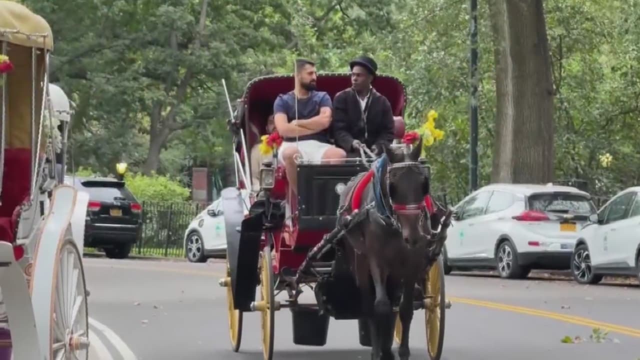 Concejo de Nueva York discute ley para prohibir el uso de carruajes empujados por caballos
