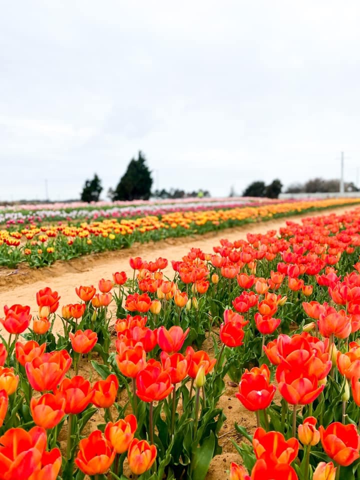 La finca ofrece una gran variedad de tulipanes de todos los colores que están floreciendo durante esta temporada.
<br>
<br>