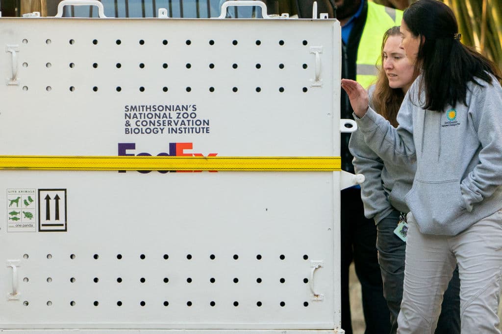 Sin embargo, muchos tienen la esperanza de que los pandas regresen a DC en el futuro y continúen siendo una atracción emblemática de la ciudad.