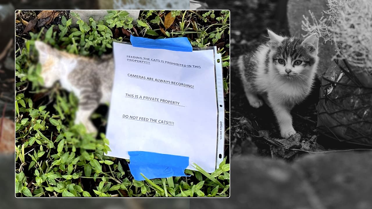 Hallan muerto a un gatito en Miami Beach con un mensaje de advertencia