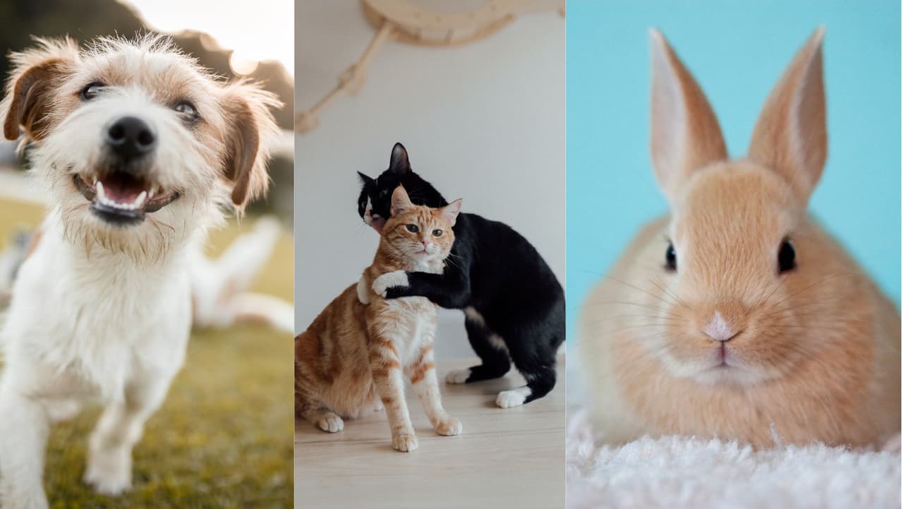 Nueva York prohíbe venta de perros, gatos y conejos en tiendas de mascotas 