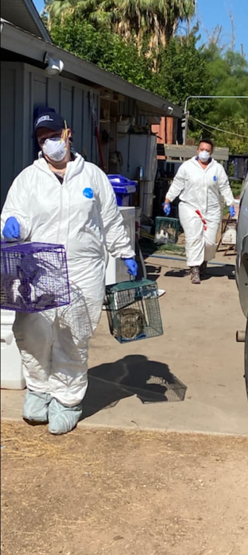 La Sociedad Protectora de Animales sospecha que el dueño de los animales los criaba como pasatiempo para luego venderlos y, es muy probable, que hasta los sacrificara para comercializar su carne.
<br>