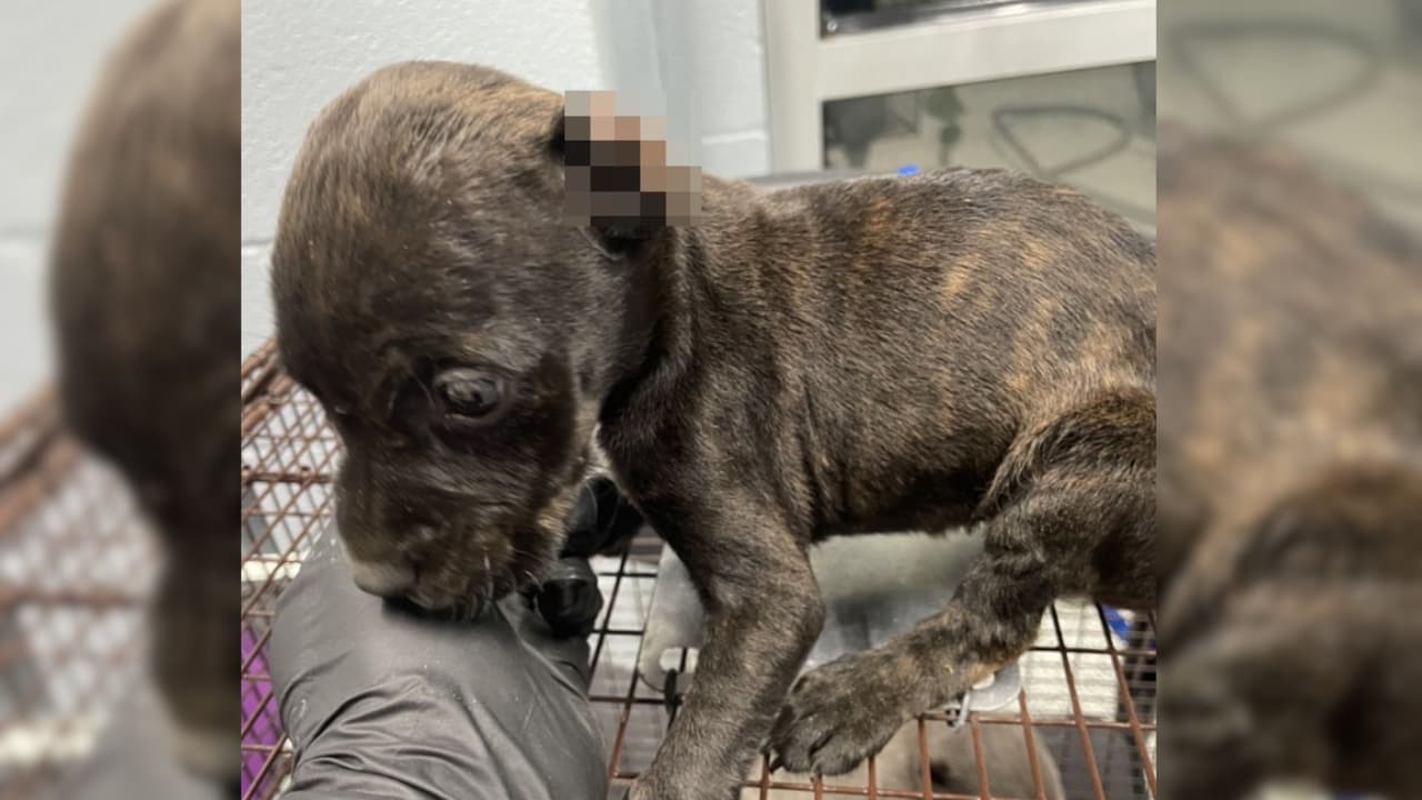 <h3 class="cms-H3-H3">¿Qué puedes hacer tú? </h3>
<br>
<b>Si ves un animal sufriendo, repórtalo de inmediato al 911. </b>Ellos pueden ayudar. Porque los animales no tienen voz, pero nosotros sí podemos hablar por ellos.