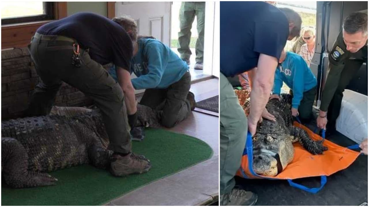 Caimán de 750 libras vivía en una casa de Buffalo, el dueño podría enfrentar cargos