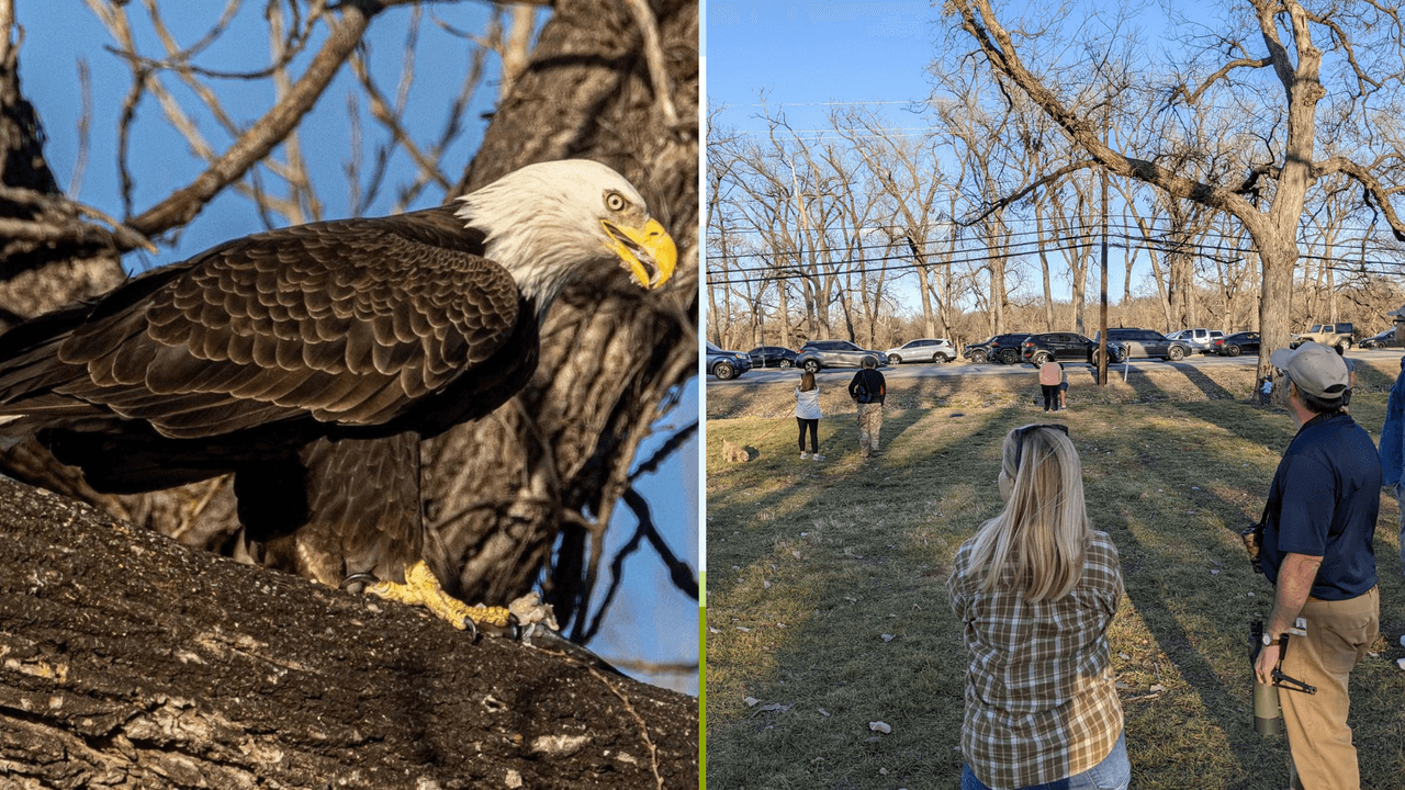 Fuertes vientos tumban el nido de águilas del lago White Rock y los papás lloran a sus crías muertas