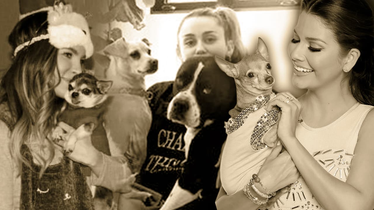 Ana Patricia, Belinda y Miley Cyrus unidas por el mismo dolor: lloran la muerte de sus mascotas