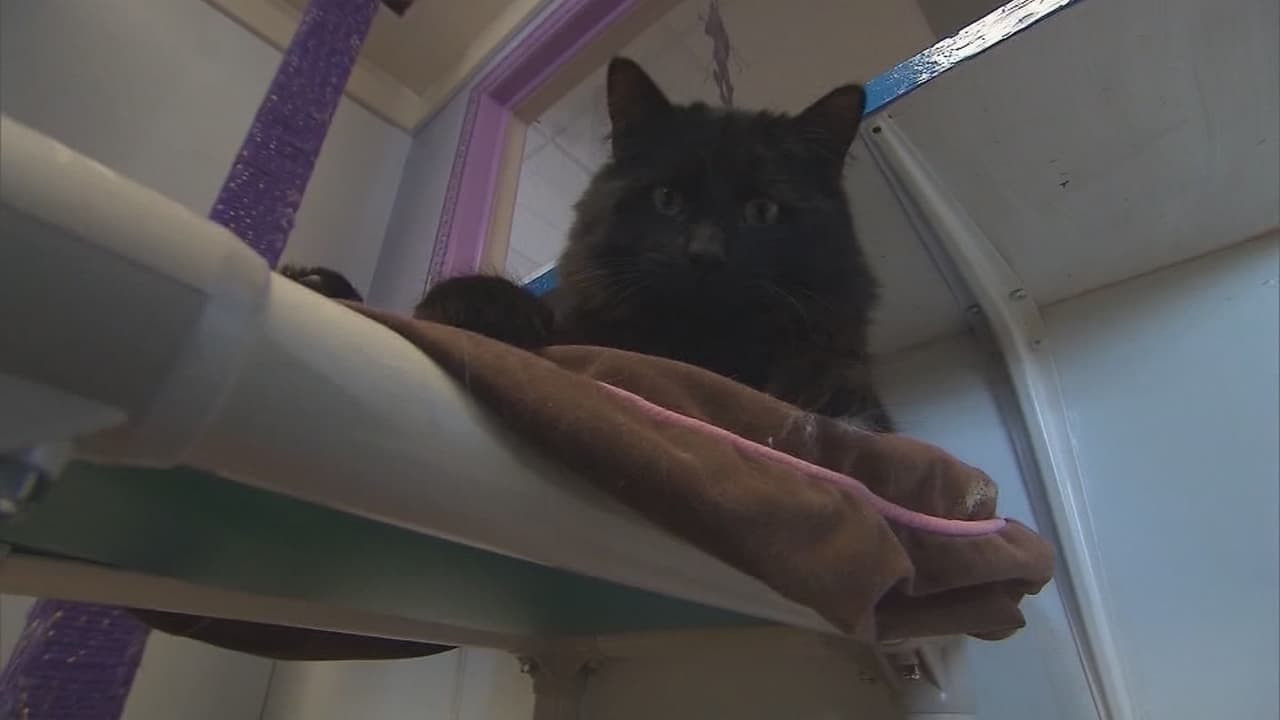 Las personas (y los gatos) deben ser residentes del condado Miami-Dade, y los gatos deben pesar más de 3 libras, para ser elegibles a este programa.