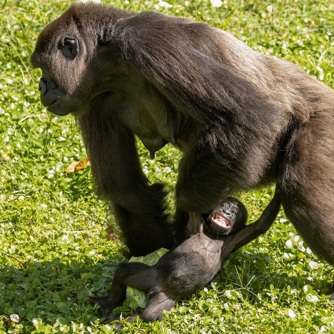 Aún no hay fecha en la que comenzarán el proceso de vacunación, pero ya se sabe que al menos los felinos y los monos recibirán la inyección.