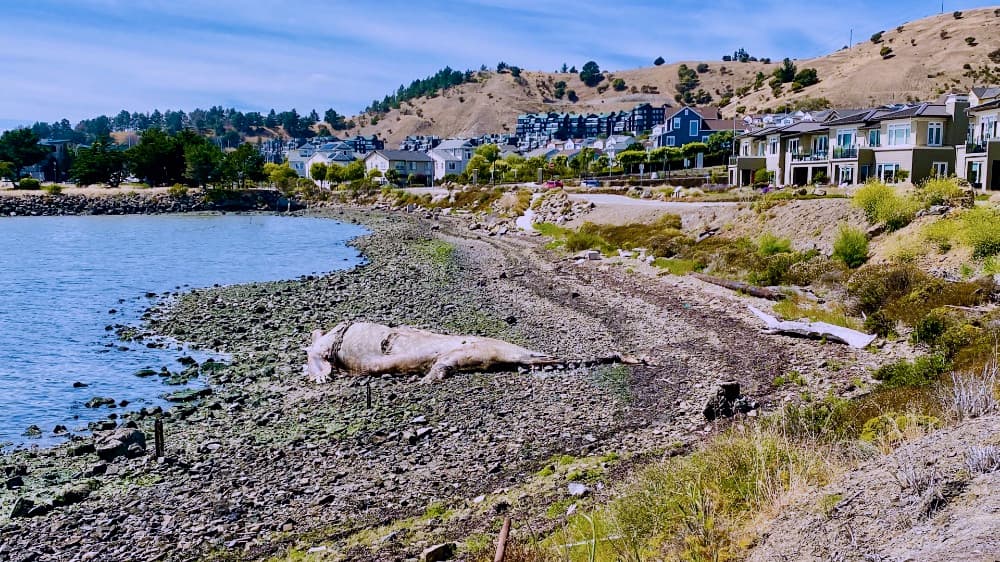 “En realidad apesta”: ante quejas de residentes, Richmond entierra ballena que emanaba un olor putrefacto