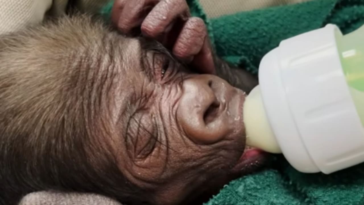 Las imágenes compartidas muestran la dulzura y fragilidad de esta nueva vida, desde 
<b>su necesidad de soporte respiratorio inmediato hasta sus adorables controles de peso</b>. Mientras tanto, el personal del zoológico ha comenzado a explorar la posibilidad de 
<b>subrogar a otra gorila hembra, Gracie, para continuar brindando el cuidado y el amor que esta pequeña necesita</b>.