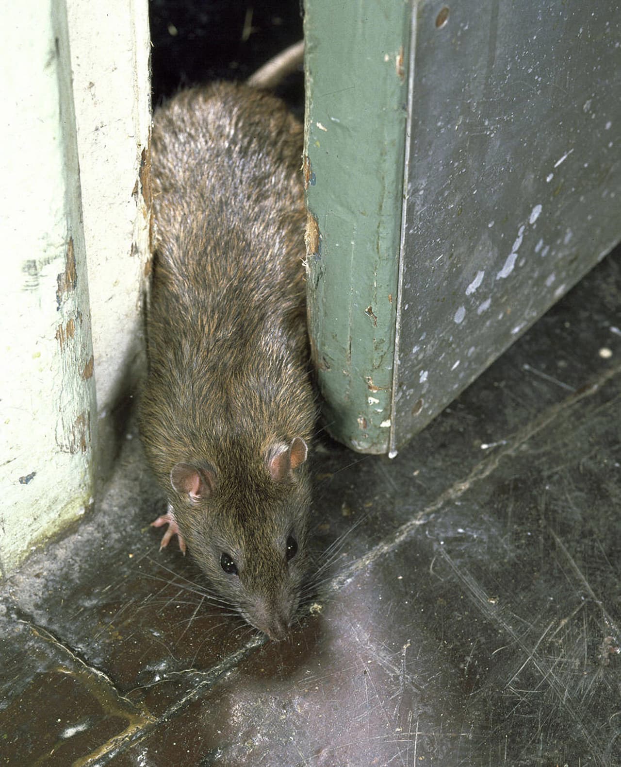 This undated photo shows a rat passing t