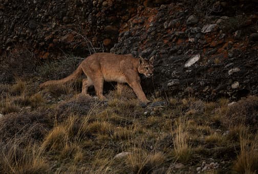 En ningún momento se debe dar la espalda ni correr. Exhortan a mantenerse erguido, con los brazos hacia arriba o agitando alguna rama para que el cuerpo humano se vea más grande.
