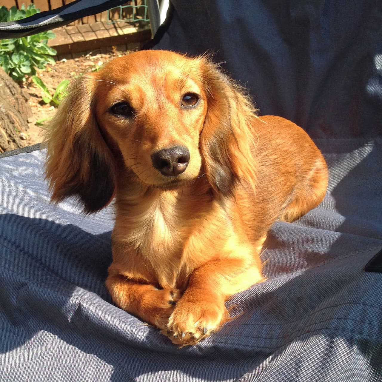 El perro salchicha estaba enfermo, por lo que necesitaba constante alimento.