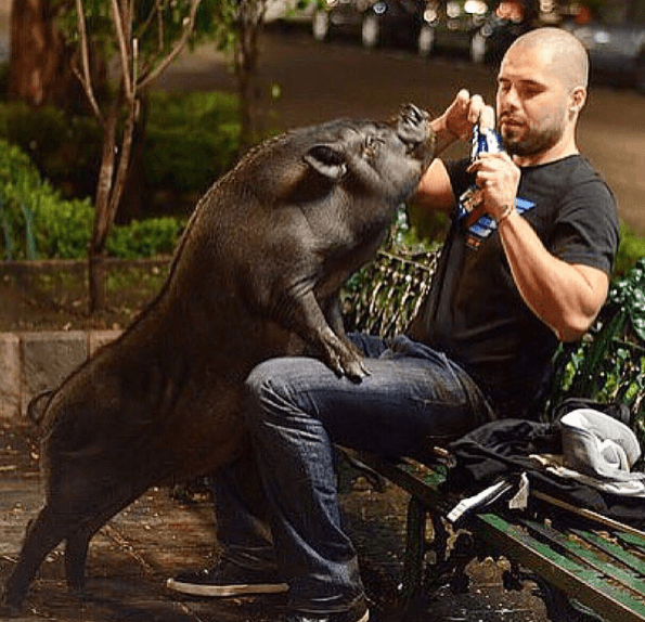 Ángel, el dueño de La Chata, ha declarado para diversos medios que la tierna cerdita cree que es un perro.