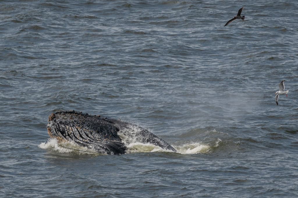 Anteriormente se creía que las ballenas jorobadas se detenían en la Bahía de San Francisco solo para abastacerse en ruta a Alaska. Esto último, se confirmó, no ocurre.