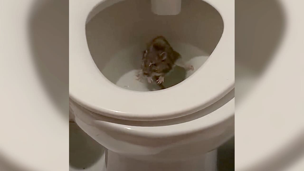 <b><a href="https://www.univision.com/local/nueva-york-wxtv/video-tik-tok-rata-inodoro-nueva-york">Graban a una rata en un inodoro de Nueva York y se vuelve viral </a></b>
<br>Un roedor apareció en un retrete de la Gran Manzana y causó sensación en la red. El TikTok viral cuenta con más de 3.5 millones de visitas, pues la rata es llamada "señor" y "caballero distinguido".