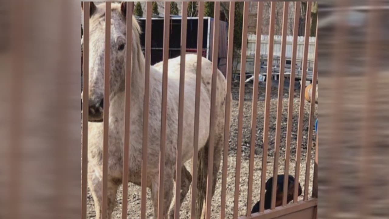 Localizan un caballo muerto y otro herido en residencia de Englewood
