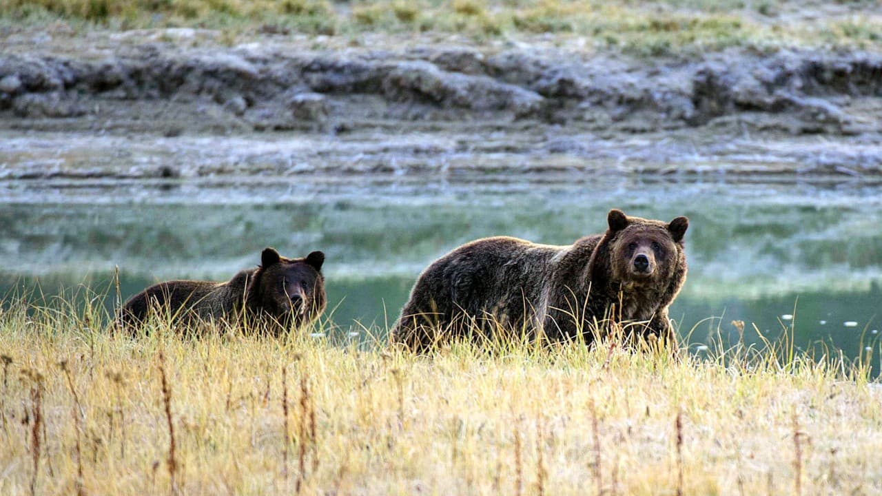 Las tres cosas que te ayudarán a sobrevivir un encuentro con un oso