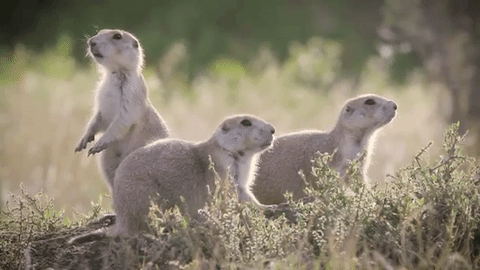 Más del 80% de la alimentación diaria de los hurones depende de estos perritos de pradera: cada hurón come unos 100 de estos al año.