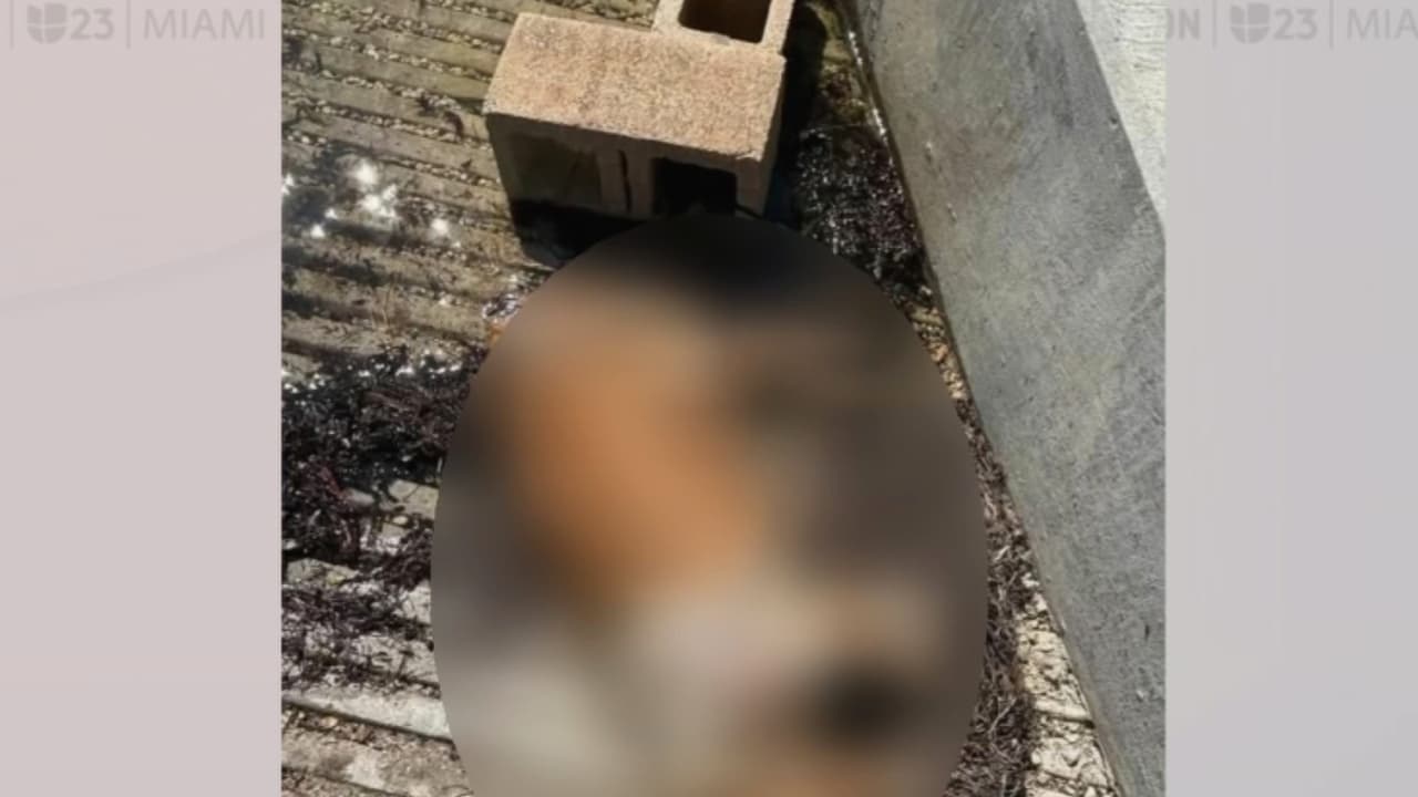 Un perro es hallado muerto, atado a dos bloques de cemento y sumergido en el agua en Coconut Grove