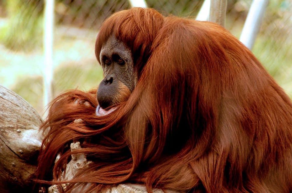 Fallece orangután de 49 años en zoológico de Fresno
