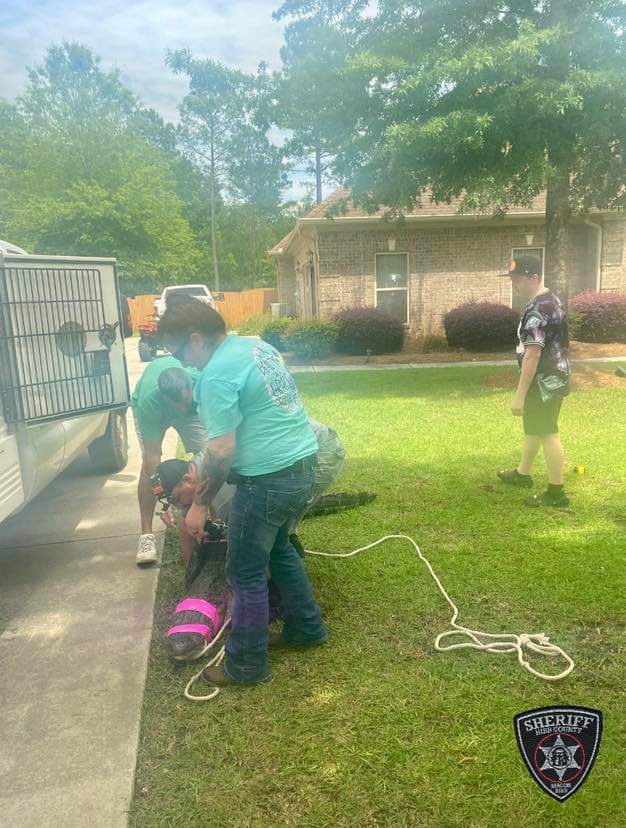 El caimán, que según las autoridades "era un luchador", de alguna manera entró en el patio cercado.