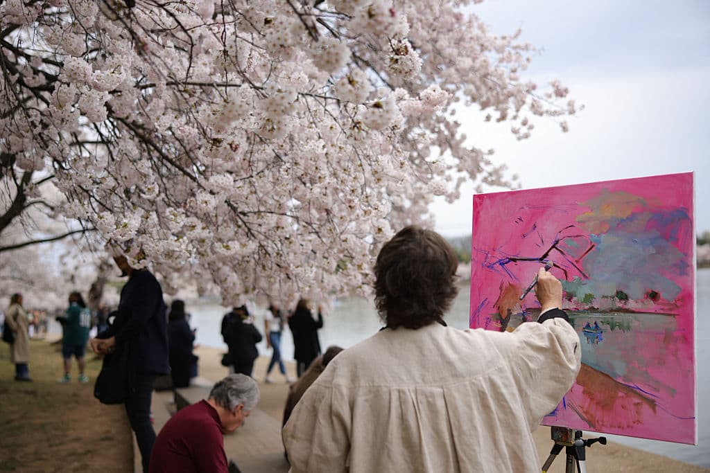 Esta temporada, el florecimiento máximo de 'cherry blossoms' inspiró paisajes que en liezos como este quedarán inmortalizados.