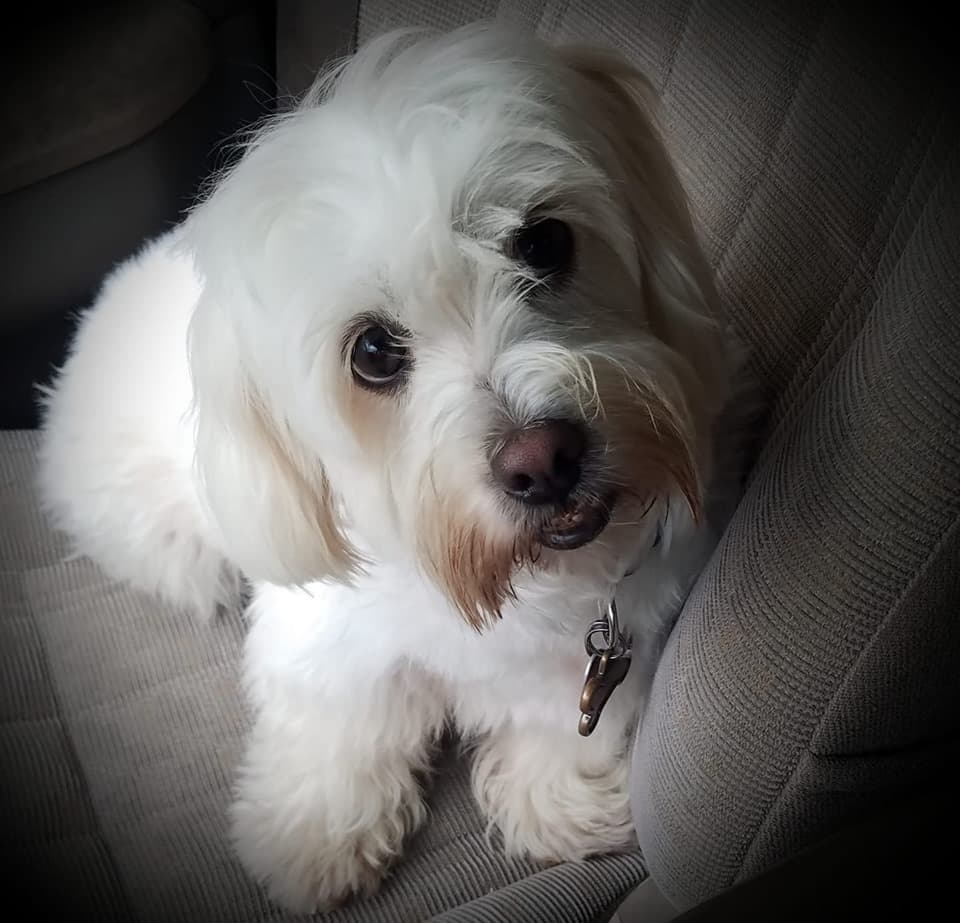 La mascota de Luis Daniel Matos también celebra el Día de la Madre del #hijoperruno