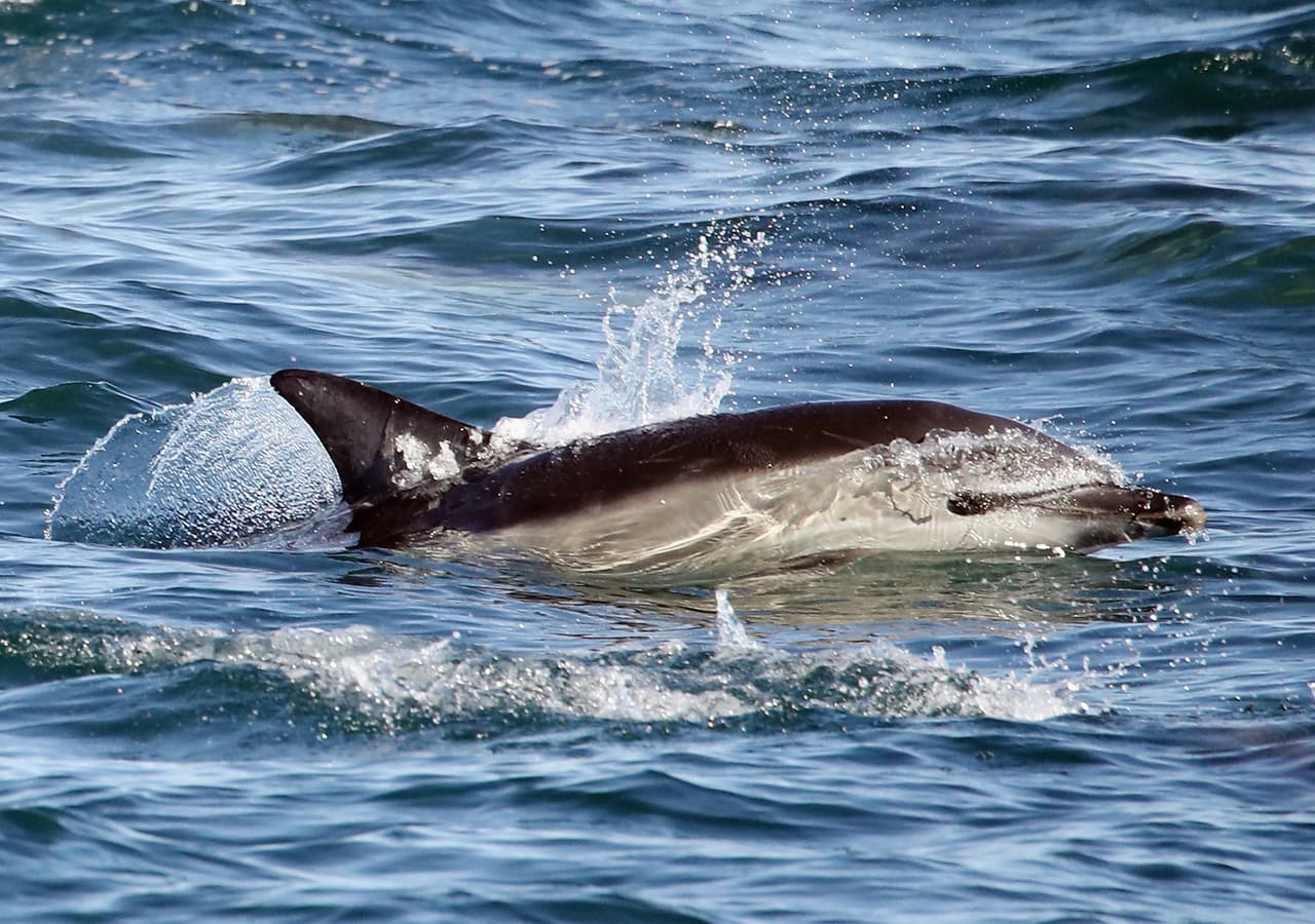 El 'acoso sexual' de un delfín a los bañistas obliga a un alcalde francés a cerrar sus playas