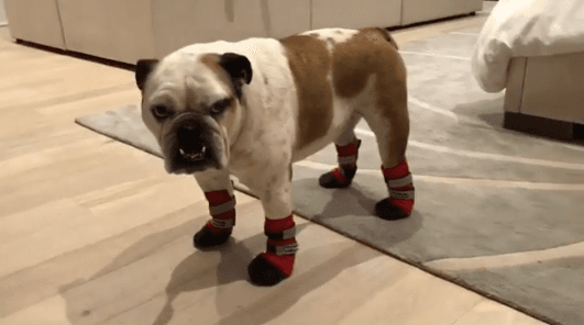 Recientemente Fiona nos robó sonrisas al estrenar unas lindas botas para salir a pasear.