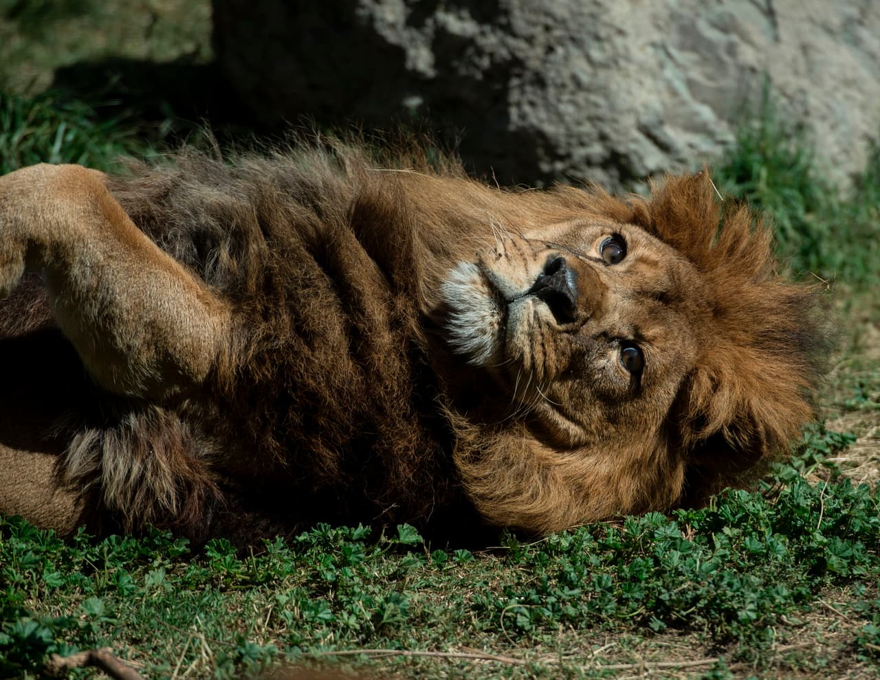 Los leones son mamíferos carnívoros de la familia de los felinos. Tal y como explican en la Lista Roja de Animales en Peligro de Extinción, estos animales son originarios de Eurasia y África, aunque en la actualidad sólo se encuentran en el Áfria Subsahariana y en una pequeña zona del noroeste de India, donde están en grave peligro de extinción./Martin Bernetti.