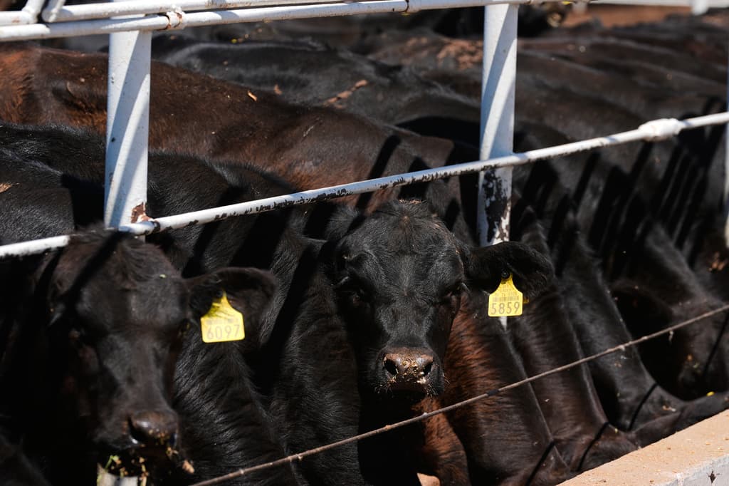 Unos becerros se alimentan en los corrales de una asociación regional de ganaderos antes de la anunciada reapertura de la frontera estadounidense. (Foto AP/Fernando Llano)